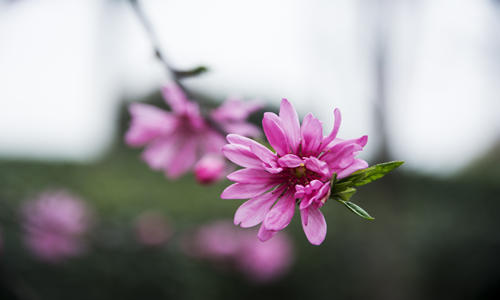 哪些物品可以挡烂桃花 烂桃花化解方法