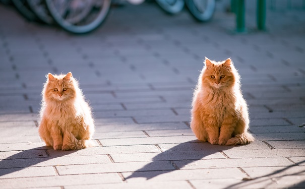 怎样给猫超度，将自己的福报进行转移